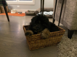 Thedoggosgroup
