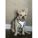 ~My little frenchie~