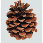 Pine Squad :-)