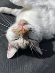 Tabby is my cat ayy