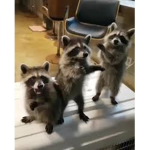 racoonsclub