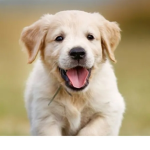 Les amis des chien