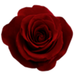 Roses - Anarchists
