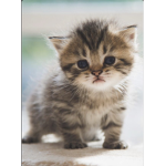 ONLY CATS AND U