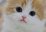 The Kitty Cat world :3