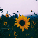 Sunflower Malia