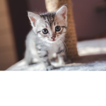 GatitosTiernos202