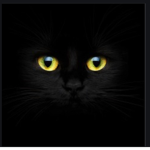 Black cat yas qeen