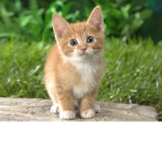 The Kitty fans
