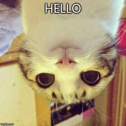cats