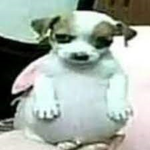 Grupin do ravanche