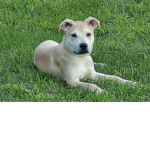JAX MY DOG