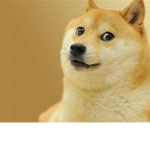 Doge = much amaze
