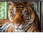 TIGER MEMBERS