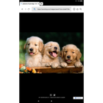 Bringing joy with Puppies!