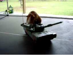 EPIC GUINEA PIG CROSSING