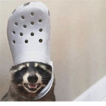 Racoons kingdom