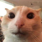 Cool Cat ///