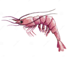 SHRIMPYS CLOTHING