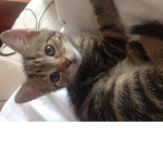 CatsAreCoolForSure