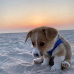 Corgi cokies