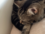 Catfansonly