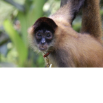 Army monkey