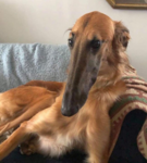 ten million borzois