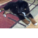 Puppy’s are the Best. They are cute