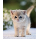 This is the kittycat group