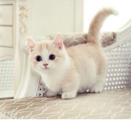 ♥ Just is a cute cat ♥