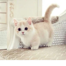 ♥ Just is a cute cat ♥ icon