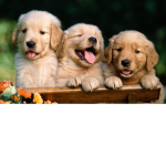 Puppy Paw Pack