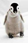 legendary penguin games