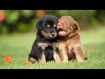 Sunshine shimmer pets