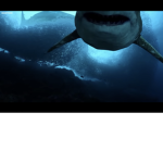 The shark Men