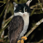 Mr. Smudge fan group