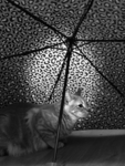 FURRYSSS!