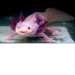 Da Axolotl :P