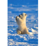 Save the polarbears