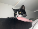 Cats and my melody
