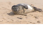 Seal Beach Police Dept.