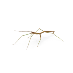 Termite Forces 2