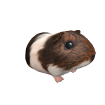 Guinea Pig Daisy