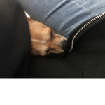 Archie buddy