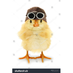 Chicken go