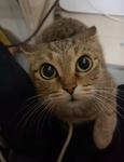 LFJTINY SQAD