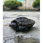 Turtle clan 4th graders
