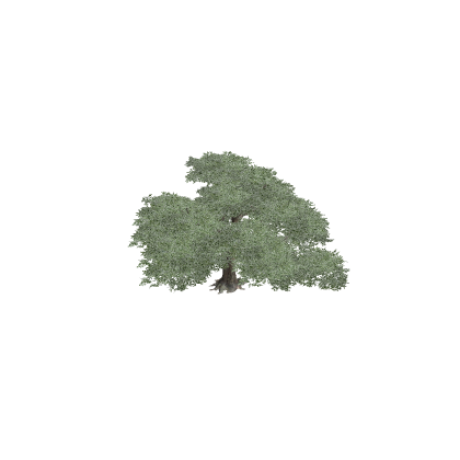Big Jungle Tree