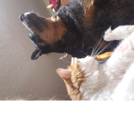Kitty boy and sassy the cat and dog